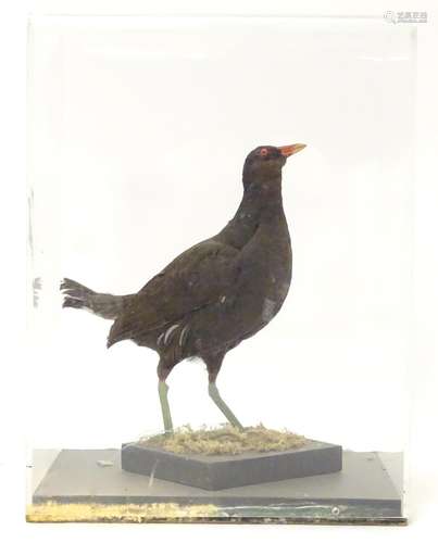 Taxidermy: a mid 20thC specimen study mount of a Moorhen, the perspex case measuring 16 1/4