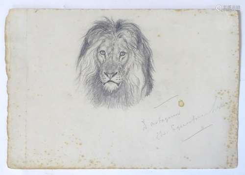 Manner of John Frederick Lewis (1804-1875), Pencil drawing on paper, A portrait of a lion, inscribed