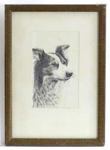 G. R. Marshall, XX, Etching, A portrait of a border collie dog. Dated 1912. Approx. 5 1/4