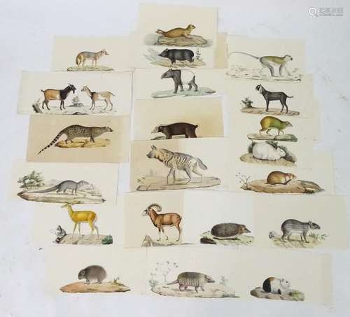 After J. C. Werner, XIX, French School, Hand coloured lithographic print plates from Saint Hilare (