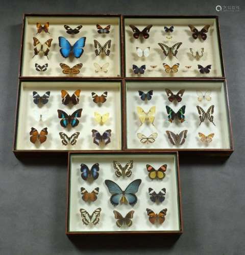 Collection De Papillons Natura…