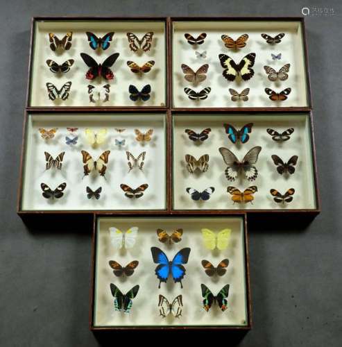 Collection De Papillons Natura…