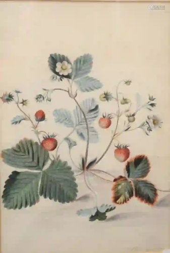 Alida Withoos (Dutch, 1659/60 - 1730) Strawberry Plant