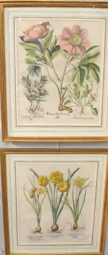 Set of Six Basilius Besler (1561 - 1629) Botanical