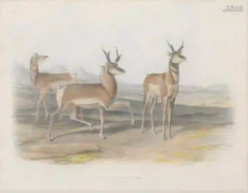 John James Audubon (1785 - 1851) Antilope Americana,