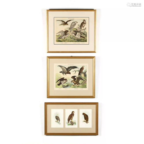 Three Antique Chromolithographs of Raptors