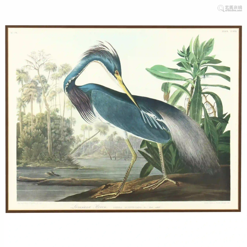 Framed Print after Audubon's Louisiana Heron