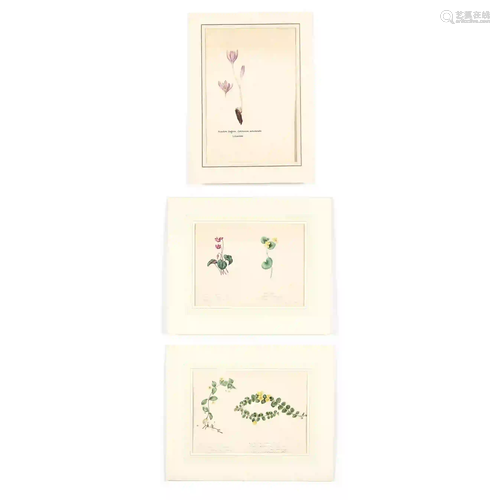 English School (19th Century), Three Antique Botanical