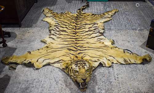 A LATE VICTORIAN TAXIDERMY FULL TIGER SKIN with teeth and claws. 330 cm x 210 cm.