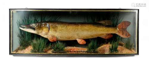 TAXIDERMY. A GEORGE VI PRESERVED PIKE BY HOMER, C.…