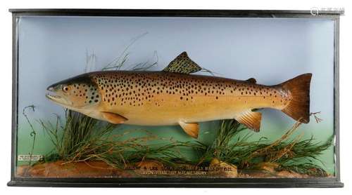 TAXIDERMY. A GEORGE V PRESERVED TROUT BY HARDY BRO…