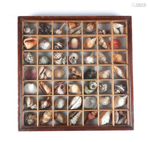 A COLLECTION OF SEASHELLS in a glazed wooden hangi…