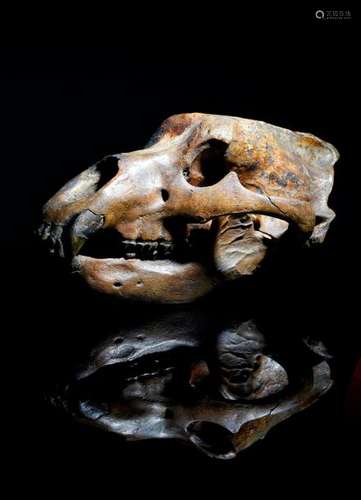 A CAVE BEAR SKULL 'URSUS SPELAEUS', PLEISTOCENE PE…