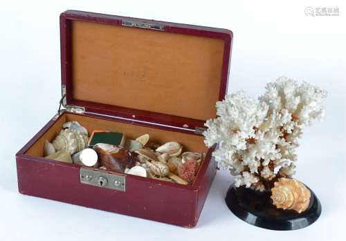 A small natural history enthusiast's shell collection contained in a Moroccan red leather case,
