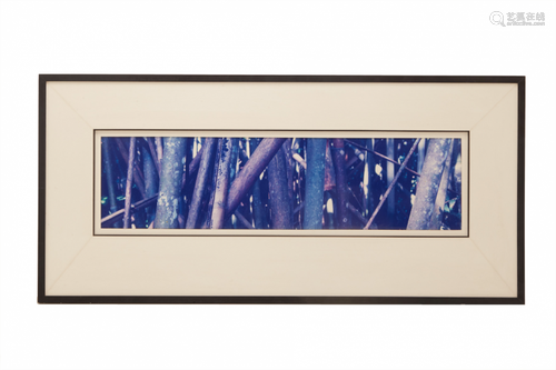 A LARGE FRAMED PHOTOGRAPH OF BAMBOO