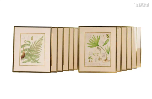 SET OF TWELVE BOTANICAL PRINTS