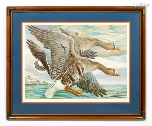 BASIL EDE, GREAT WHITE FRONTED GOOSE, FRAMED