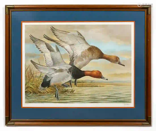 BASIL EDE, REDHEAD DUCKS, SPORTING LITHOGRAPH