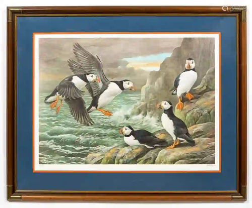 BASIL EDE, ATLANTIC PUFFIN, ORNITHOLOGICAL PRINT