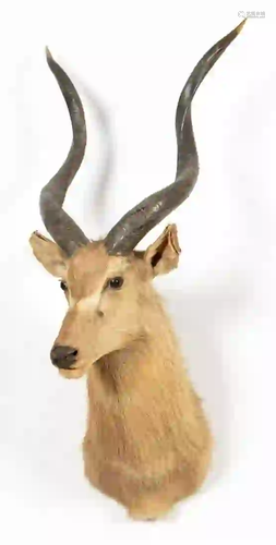 TAXIDERMY KUDU ANTELOPE SHOULDER MOUNT TROPHY