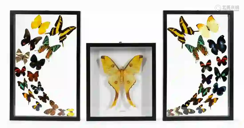 3 SCIENTIFIC SPECIMENS, BUTTERFLIES & MOTH, FRAMED