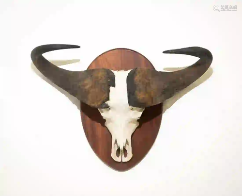 CAPE BUFFALO SKULL