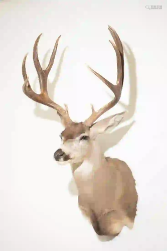 MULE DEER SHOULDER MOUNT