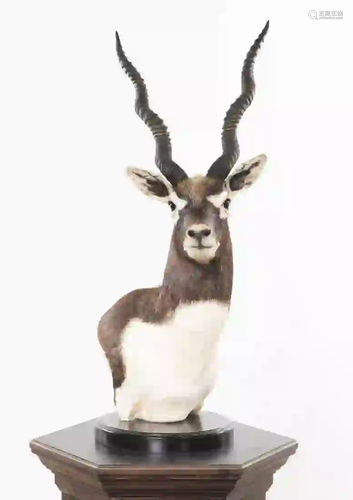 BLACK BUCK SHOULDER MOUNT ON FLOOR PEDESTAL