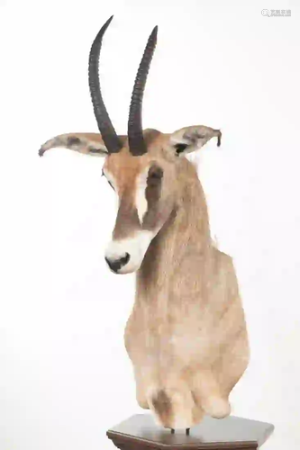 ROAN ANTELOPE SHOULDER MOUNT ON FLOOR PEDESTAL