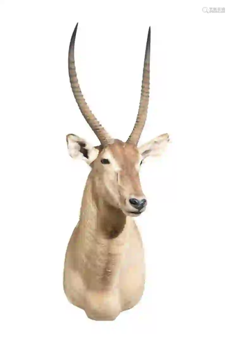 DEFASA WATERBUCK SHOULDER MOUNT