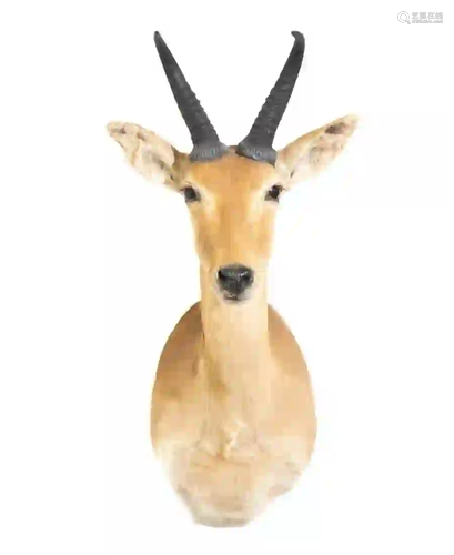 MOUNTAIN REEDBUCK SHOULDER MOUNT