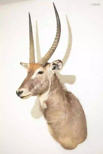 WATERBUCK SHOULDER MOUNT