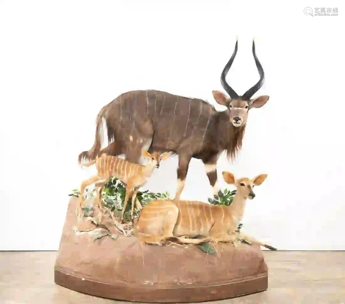 NYALA FULL BODY MOUNT SCENE WITH THREE ANIMALS