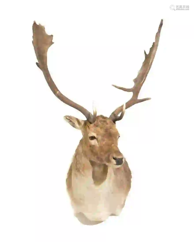 NEW ZEALAND FALLOW DEER SHOULDER MOUNT