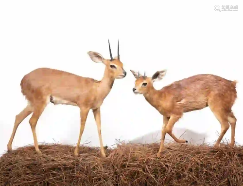 STEENBOK & CAPE GRYSBOK FULL BODY MOUNTS