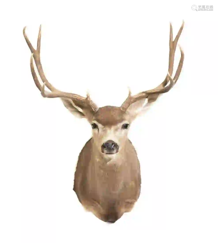 MULE DEER SHOULDER MOUNT