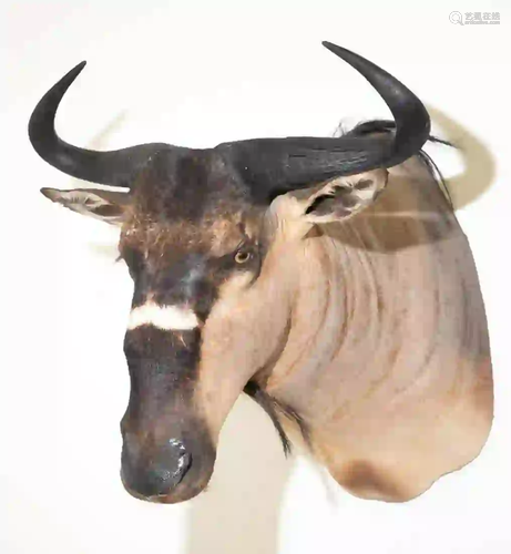 NYASALAND WILDEBEEST SHOULDER MOUNT