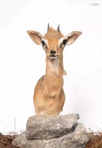 DIK DIK SHOULDER MOUNT ON STAND