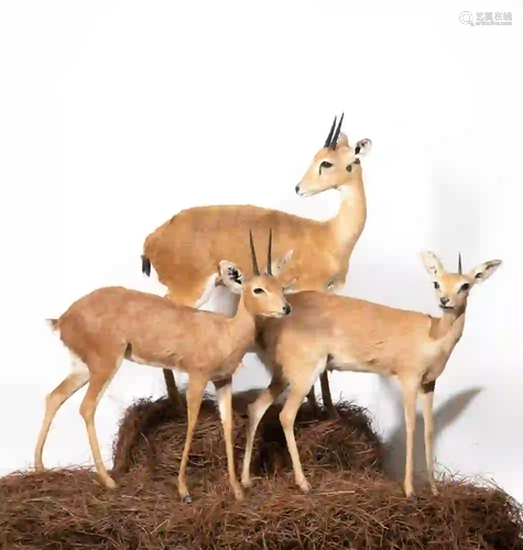 KLIPSPRINGER, STEENBOK, AND BLUE DUIKER MOUNTS