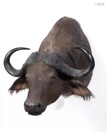 CAPE BUFFALO SHOULDER MOUNT