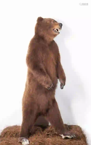 RUSSIAN BROWN BEAR FULL BODY MOUNT