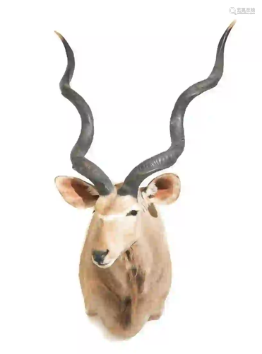 GREATER KUDU SHOULDER MOUNT