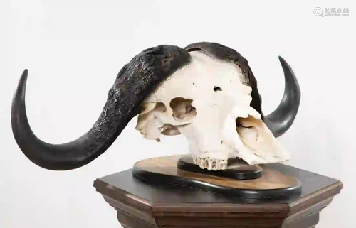 CAPE BUFFALO SKULL