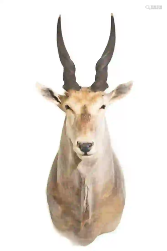 COMMON ELAND SHOULDER MOUNT