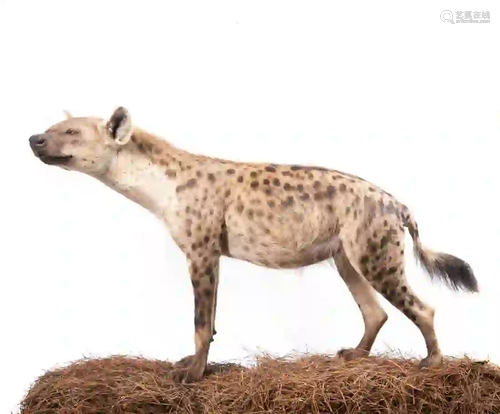 HYENA FULL BODY MOUNT