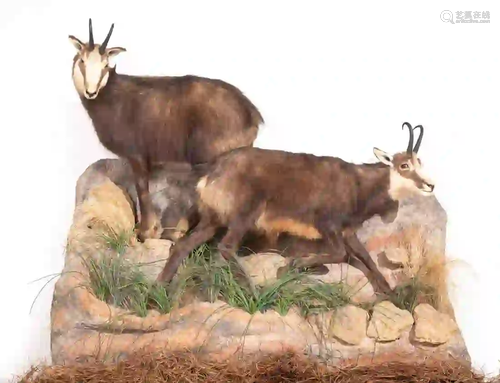 CHAMOIS FULL BODY MOUNT SCENE