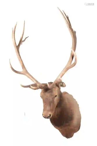 ELK SHOULDER MOUNT