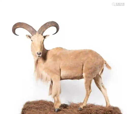 AOUDAD FULL BODY MOUNT