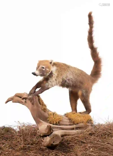 COATIMUNDI FULL BODY MOUNT