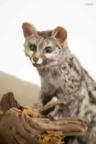 GENET CAT FULL BODY MOUNT